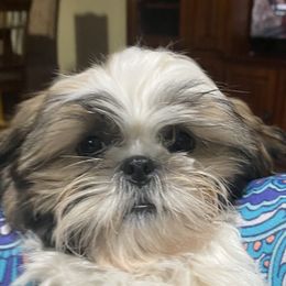 Shih Tzu Puppies from Willow Lane Shih Tzus