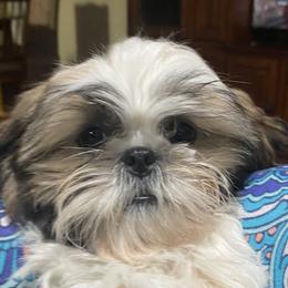 Shih Tzu Puppies from Willow Lane Shih Tzus