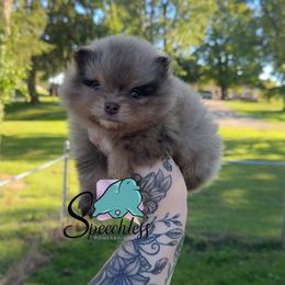Rapunzel- 5500.00 dollars - Chocolate merle female Pomeranian puppy in Perry County, Ohio from Speechless Pom’s