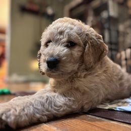 Bailey - Cream Labradoodle puppy in Woolwich, Maine from Dog Paw Doodles