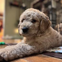 Bailey - Cream Labradoodle puppy in Woolwich, Maine from Dog Paw Doodles