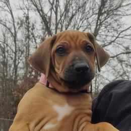 Girl 2 - Rd whtn blk nose female Rhodesian Ridgeback puppy in Fort Leonard Wood, Missouri from Sans Peur Ridgebacks