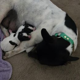 Teddy Roosevelt Terrier puppies from MOONSHINE TERRIERS