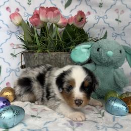 Boy 5 - male Miniature American Shepherd puppy in Kalama, Washington from Lone Pine Miniature American Shepherds