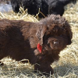 Newfoundland Puppies from Bydand Newfoundlands