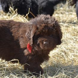 Newfoundland Puppies from Bydand Newfoundlands