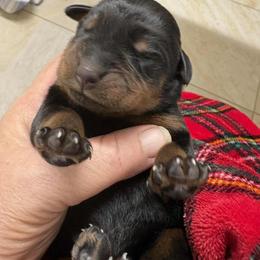 Girl 1 - Black and mahogany female Rottweiler puppy in Grand Rapids, Michigan from Rott-Squad Kennels