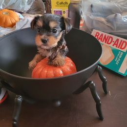 Yorkshire Terrier Puppies from Glitter And Glitz Yorkies