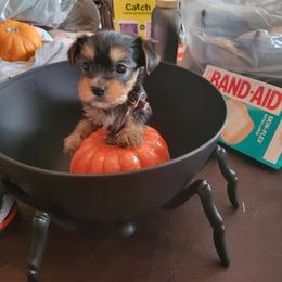 Yorkshire Terrier Puppies from Glitter And Glitz Yorkies