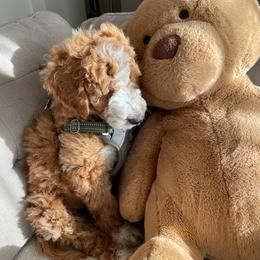 Double Doodle and Goldendoodle Puppies from GoldendoodlePaw