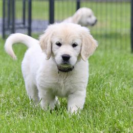 Dachshund and Golden Retriever Puppies from Mount Calm Golden Retrievers