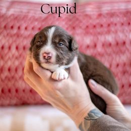 CUPID - Red tri-color male Miniature American Shepherd puppy in Puyallup, Washington from TRAILS END GEMINI