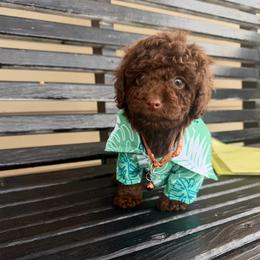 Poodle Puppies from Tiny Toy Poodles