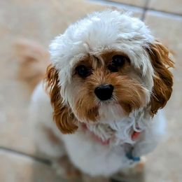 Winnie - Cavapoo