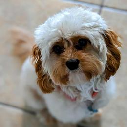 Winnie - Cavapoo