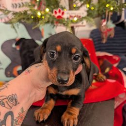 Annie - Black and tan female Dachshund puppy in Barnard, Missouri from KB Doxies