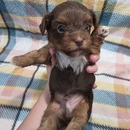 Chocolate - Chocolate, tan and white male Yorkshire Terrier puppy in Lakeland, Florida from You Me & The Yorkies