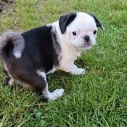 Companion Cross Puppies from Schuster's Pups
