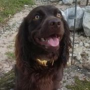 Boykin Spaniels from MaryAlice's Boykin Spaniels