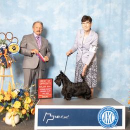 Scottish Terriers from Camdyn Scottish Terriers