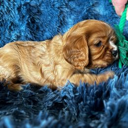 Cavalier King Charles Spaniel Puppies from Crosby's Cavaliers
