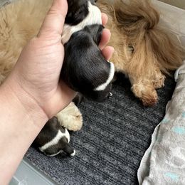 Golden Retriever and Shih Tzu Puppies from Carter Family Retrievers