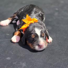 Tesla - female Golden Mountain Dog puppy in Crawfordsville, Iowa from DoodleBlessings
