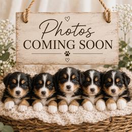 Girl - Black tri female Miniature American Shepherd puppy in Central Islip, New York from Fifth Avenue Australian Shepherds