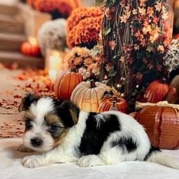 Teddy 3800 - Black tan and white male Biewer Terrier puppy in Nicholls, Georgia from Southeast Biewers