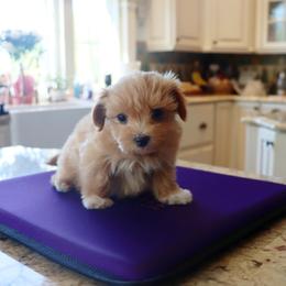 Robin - Red female Havanese puppy in Hamptonville, North Carolina from Alabama Havanese Kennel Tidewater Kennel