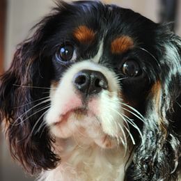 Milo - Cavalier King Charles Spaniel