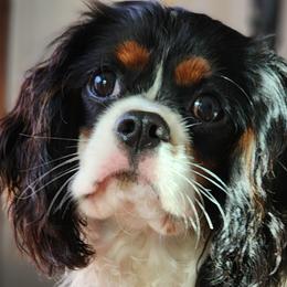 Milo - Cavalier King Charles Spaniel