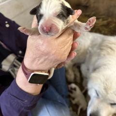 Girl 1 - Great Pyrenees puppy in Carbon, Indiana from Patriot Farm & Forestry