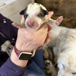 Girl 1 - Great Pyrenees puppy in Carbon, Indiana from Patriot Farm & Forestry