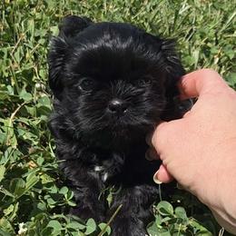 Black Boy - Black male Shih Tzu puppy in Vinita, Oklahoma from Locust Creek Shih Tzu & Havanese
