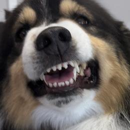 Maka - Miniature American Shepherd