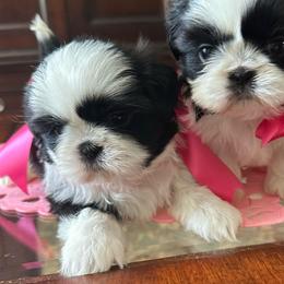 Lila - Black and white female Shih Tzu puppy in Huntsville, Alabama from Sunnybrook Shih Tzu