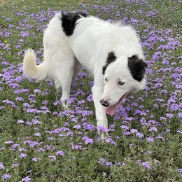 Amahi - Border Collie
