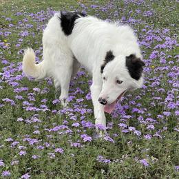 Amahi - Border Collie