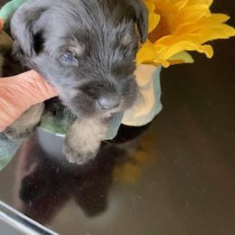 Miniature Schnauzer Puppies from Del Sol Miniature Schnauzers