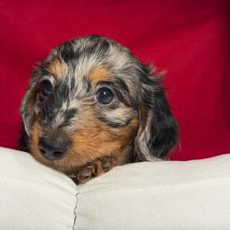 Moon - Black and cream female Dachshund puppy in Cape Coral, Florida from Adventures of Doxies