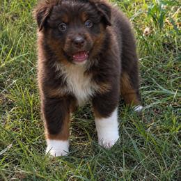 Acadia - Red tri female Miniature Australian Shepherd puppy in Macomb, Missouri from Show Me MO Aussies