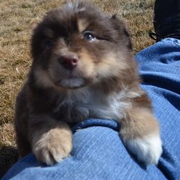 Miniature Australian Shepherd Puppies from Battleborn Aussies and Bengals