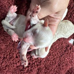 Blue collar - Apricot male Maltipoo puppy in Fredericktown, Missouri from Doodle Pups Fur-Ever