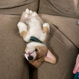 American Corgi, Pembroke Welsh Corgi, and Yorkshire Terrier Puppies from Ingram's Corgis & Yorkies