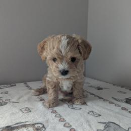 Soy - Cream male Maltipoo puppy in Fife, Washington from Joyful Pups