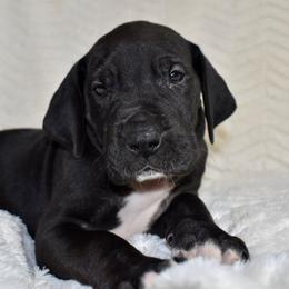 Four Roses - Black and white female Great Dane puppy in Chapmansboro, Tennessee from Balthrop Bend Farms