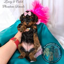Poodle Puppies from KC Poodles of PA
