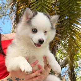 Smores - Black and white female Pomsky puppy in Spring Hill, Florida from Besties Paw Life