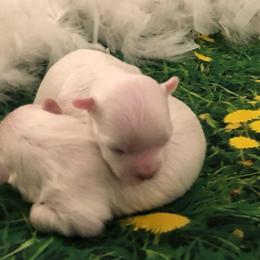Jade - White female Maltese puppy in North Myrtle Beach, South Carolina from Perfect Puppies